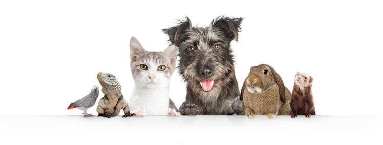 Devil's Backbone Brewery's Pet Photo Beer Can Contest is searching for adorable pets.