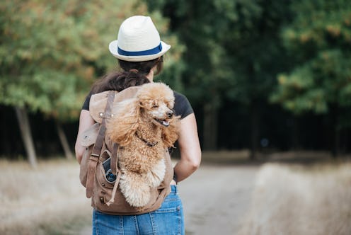 Woman traveler with dog in the backpack and looking at forest. Concept of travel.