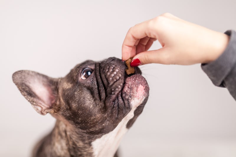 Brown french bulldog eating a treat