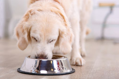 Nice taste. Close up of beautiful dog eating from the bowl
