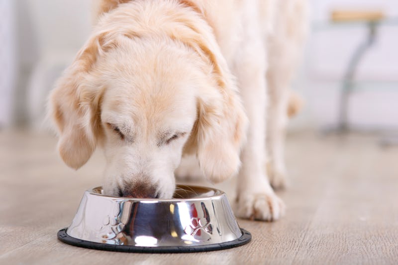 Nice taste.  Close up of beautiful dog eating from the bowl