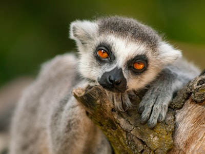 Beautiful close-up portrait of a cute ring-tailed lemur in its natural habitat
