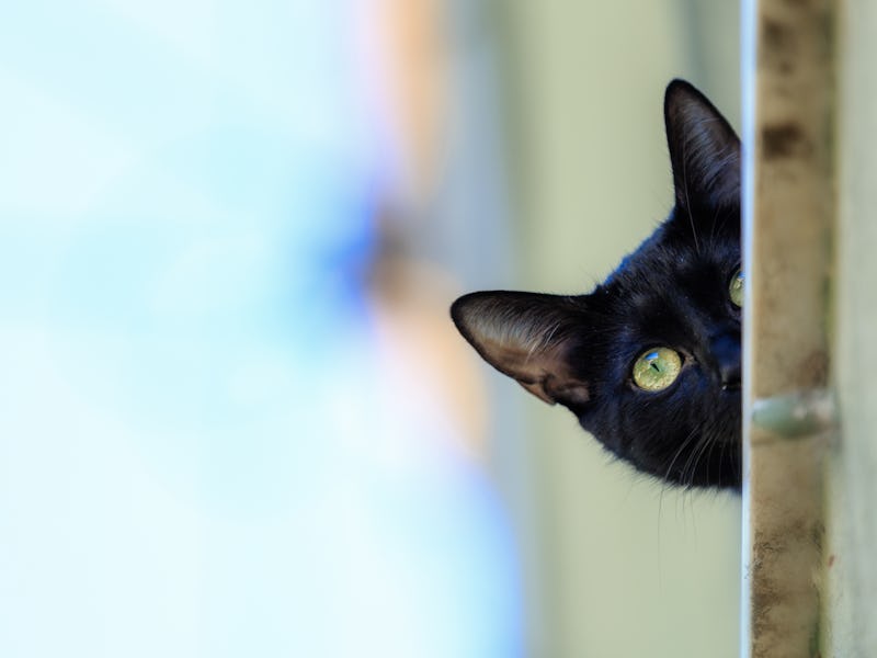 black cat is a domestic cat with black fur that may be a mixed or specific breed. The Cat recogniz...