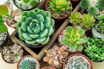 Top view of various types of succulent plant pot- echeveria, sempervivum, flowering house plants in ...