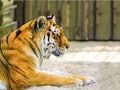 Tiger profile view. Tiger portrait. Lying tiger profile. Tiger poster