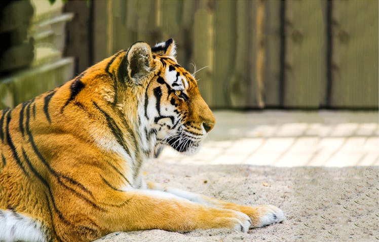 Tiger profile view. Tiger portrait. Lying tiger profile. Tiger poster