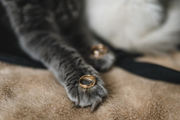 Some of the best at-home proposal stories involve pets.