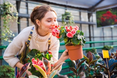 Attractive cute woman gardener smelling pink flowers in pot with eyes closed in greenhouse