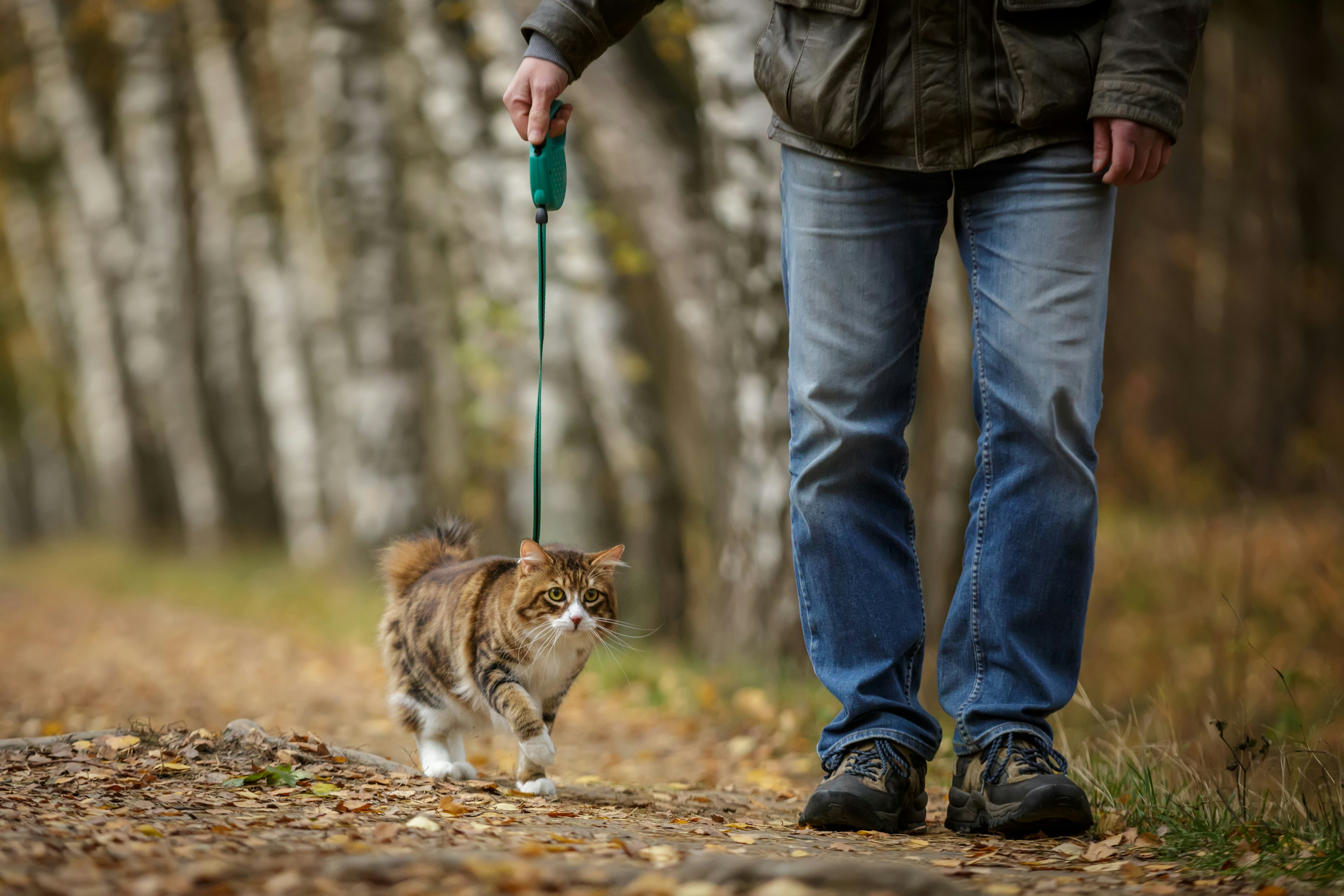 Можно гулять с котом. Кошка на прогулке. Поводок для кошек. Кошка гуляет на поводке. Выгул для кошек.