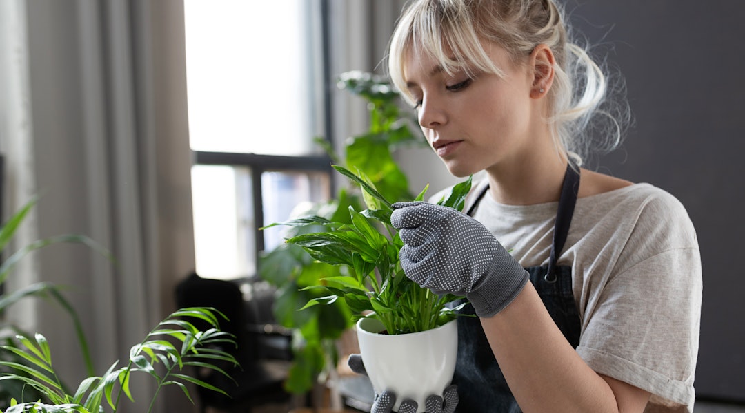 4 Home Gardening Tips 4 Home Gardening Tips