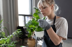 Portrait of smart girl examining exotic sprout leaves and making sure herbs healthy and fresh. Cute ...