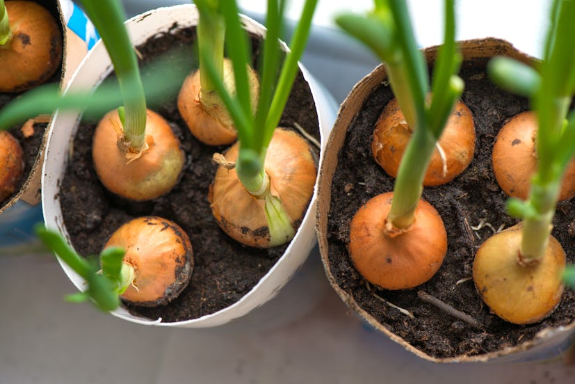 Sprouted onions on a windowsill in a diy pots made from paper milk bottles. Fresh herbs, green sprin...