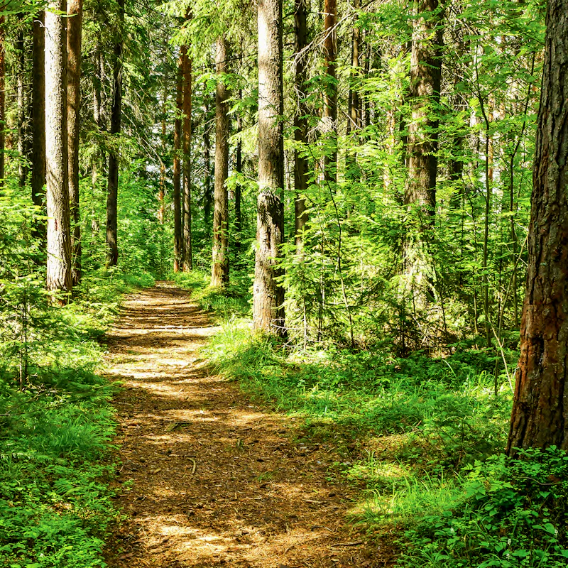 Forest path sunlight scene. Deep forest trail view. Forest trail landscape. Forest trail sunlight vi...