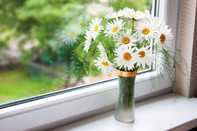 Beautiful bouquet of camomiles by the window