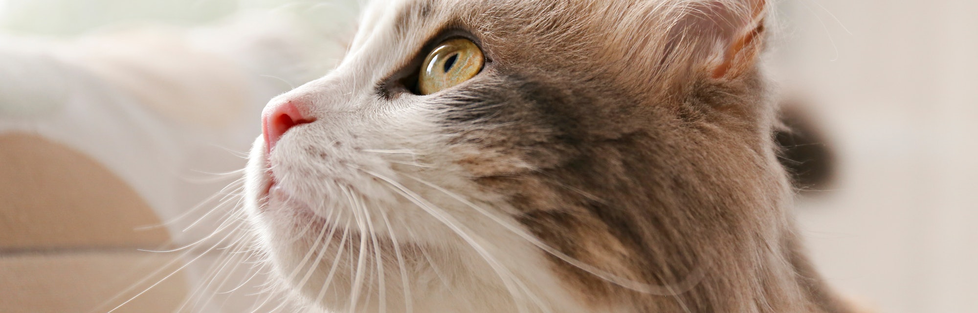 Can Your Pet Get Covid 19 Study Reveals Risks For Cats And Dogs