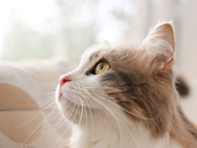 Portrait of cute siberian cat with green eyes by the window. Soft fluffy purebred straight-eared lon...