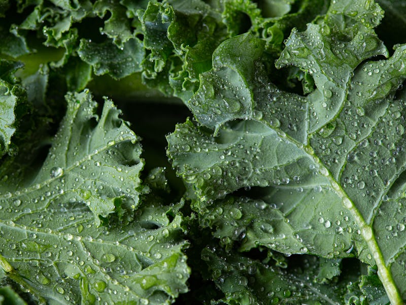 Close up of kale leaves.