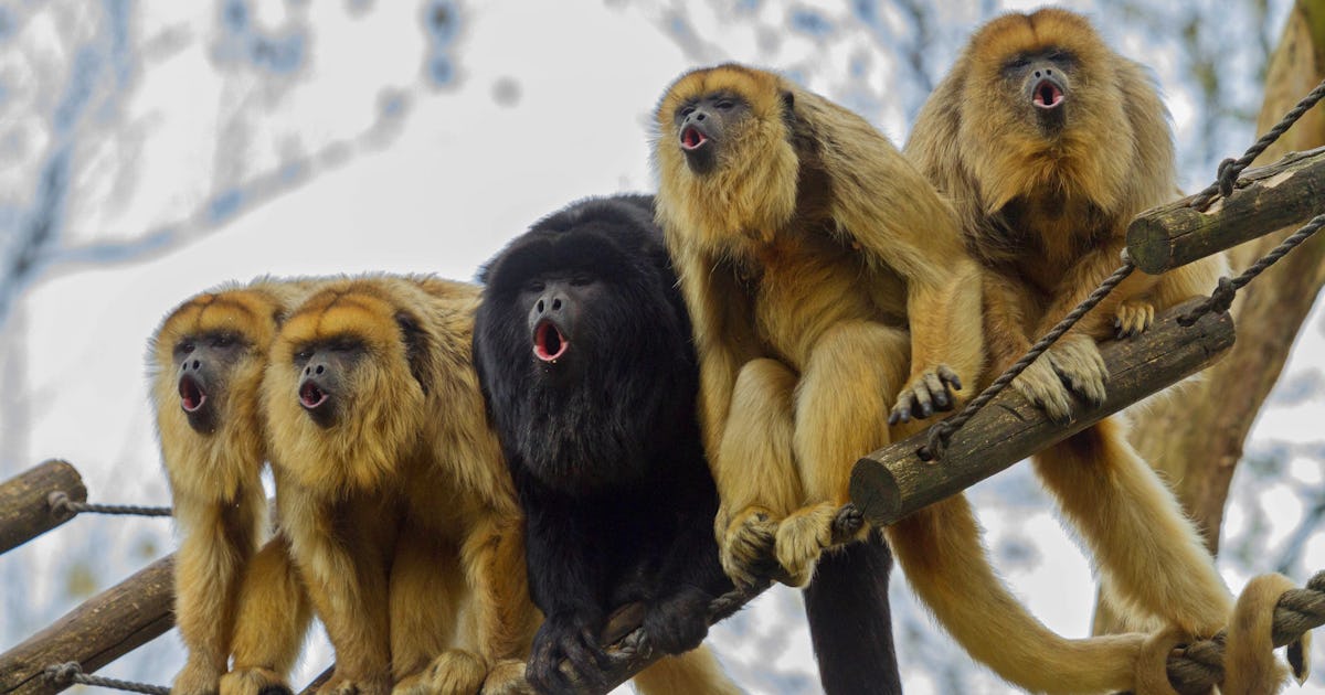 South American monkey fossils reveal an incredible, transatlantic journey