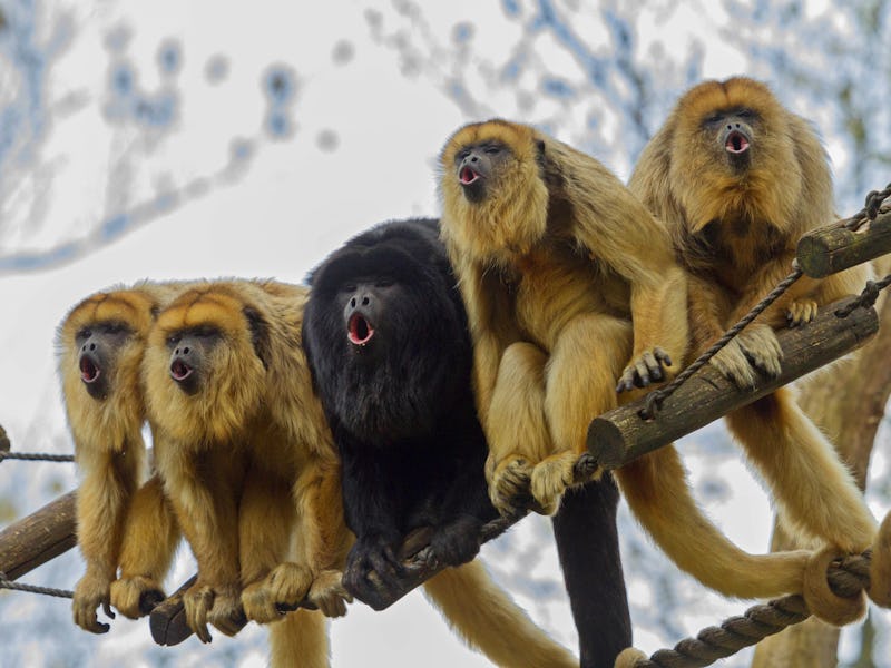 Howler monkey