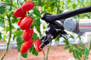 Modern tomato greenhouse adopts the technology of robotic industry to apply for used in fruit plots ...