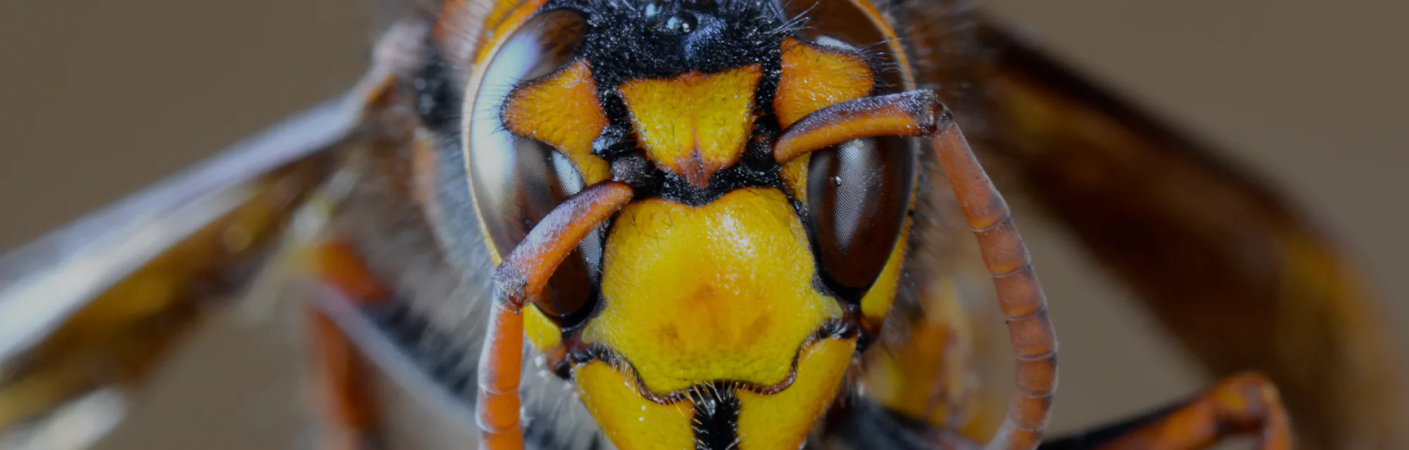 Closeup macro of Japanese giant hornet face