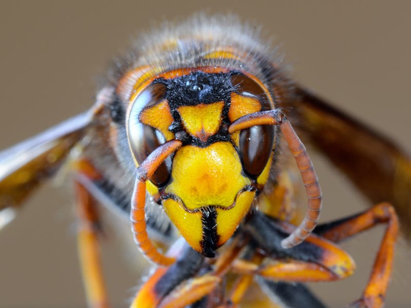 Closeup macro of Japanese giant hornet face