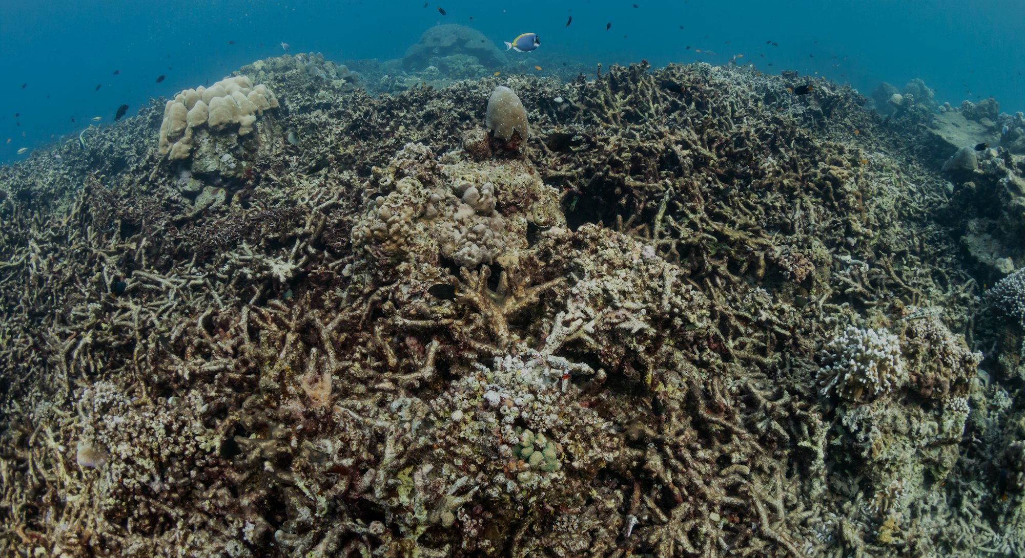 Dead, Bleached Coral Reef - Rising sea temperatures and Global Warming are killing coral reefs world...