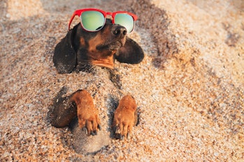 cute dog of dachshund, black and tan, wearing red sunglasses, having relax and enjoying buried in th...