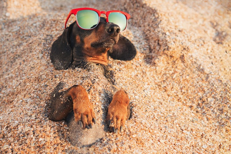 cute dog of dachshund, black and tan, wearing red sunglasses, having relax and enjoying buried in th...