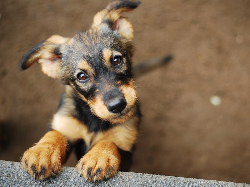 dog