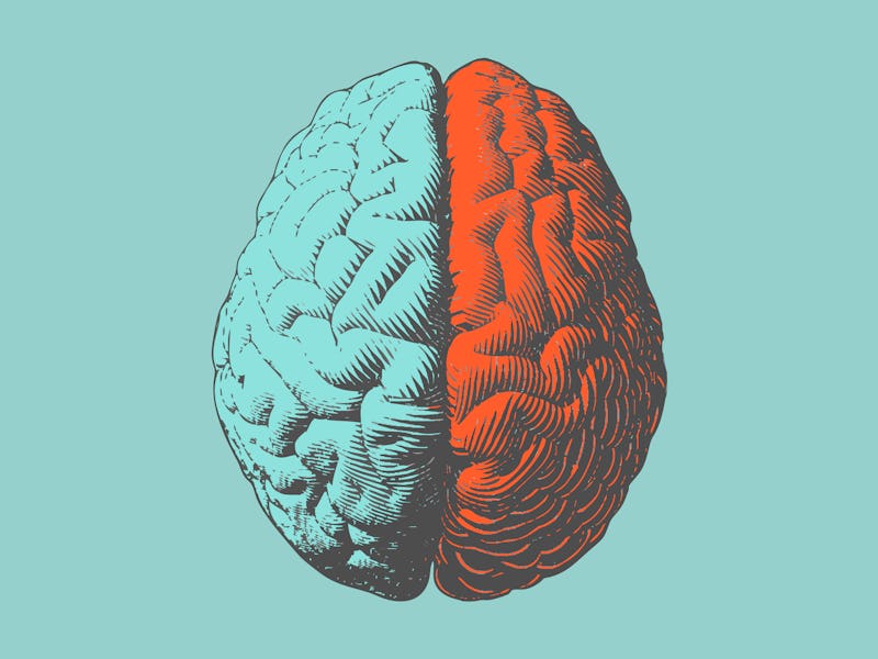 Vintage engraving hemispheres human brain illustration in top view isolated on light green backgroun...