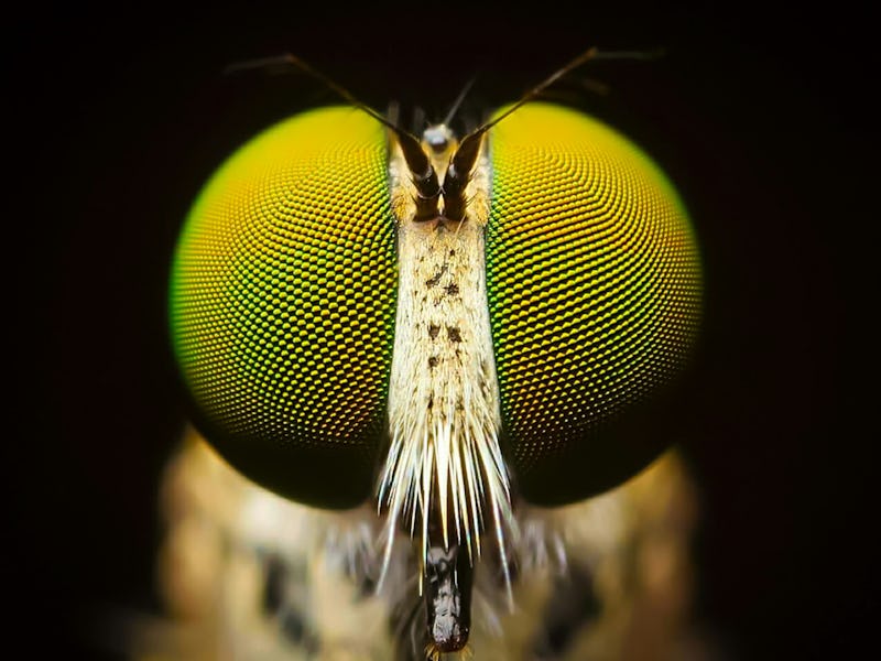 Macro shot. The Calliphoridae (commonly known as blow fly, carrion fly, bluebottle, greenbottle, or ...