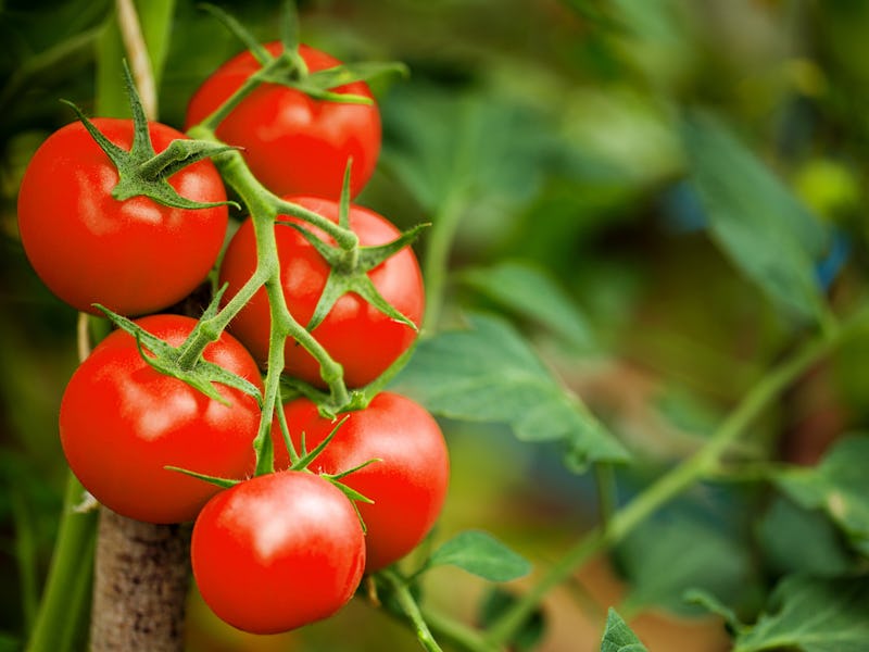 Ripe tomato plant growing in greenhouse. Tasty red heirloom tomatoes. Blurry background and copy spa...