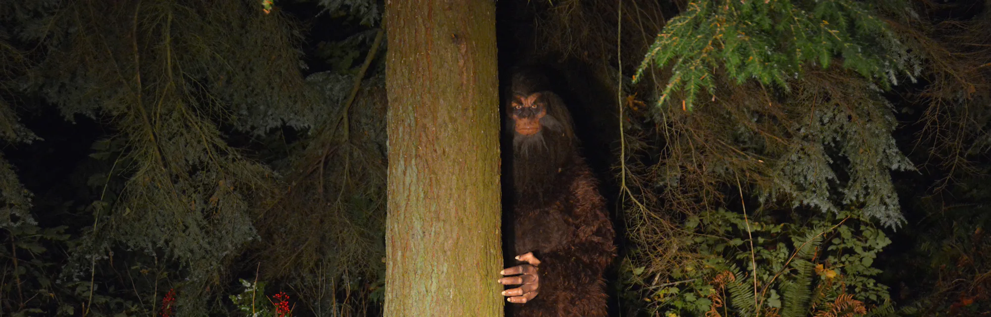 Sasquatch looks out from behind a tree in the forest.