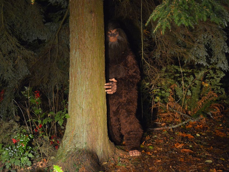 Sasquatch looks out from behind a tree in the forest.