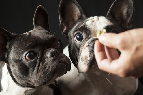Caucasian male owner's hand feeding food to 2 french bulldogs, black and white puppies, interior stu...