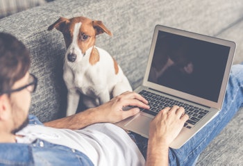 Handsome man in eyeglasses is using a laptop while lying on couch at home. Cute dog is looking at hi...