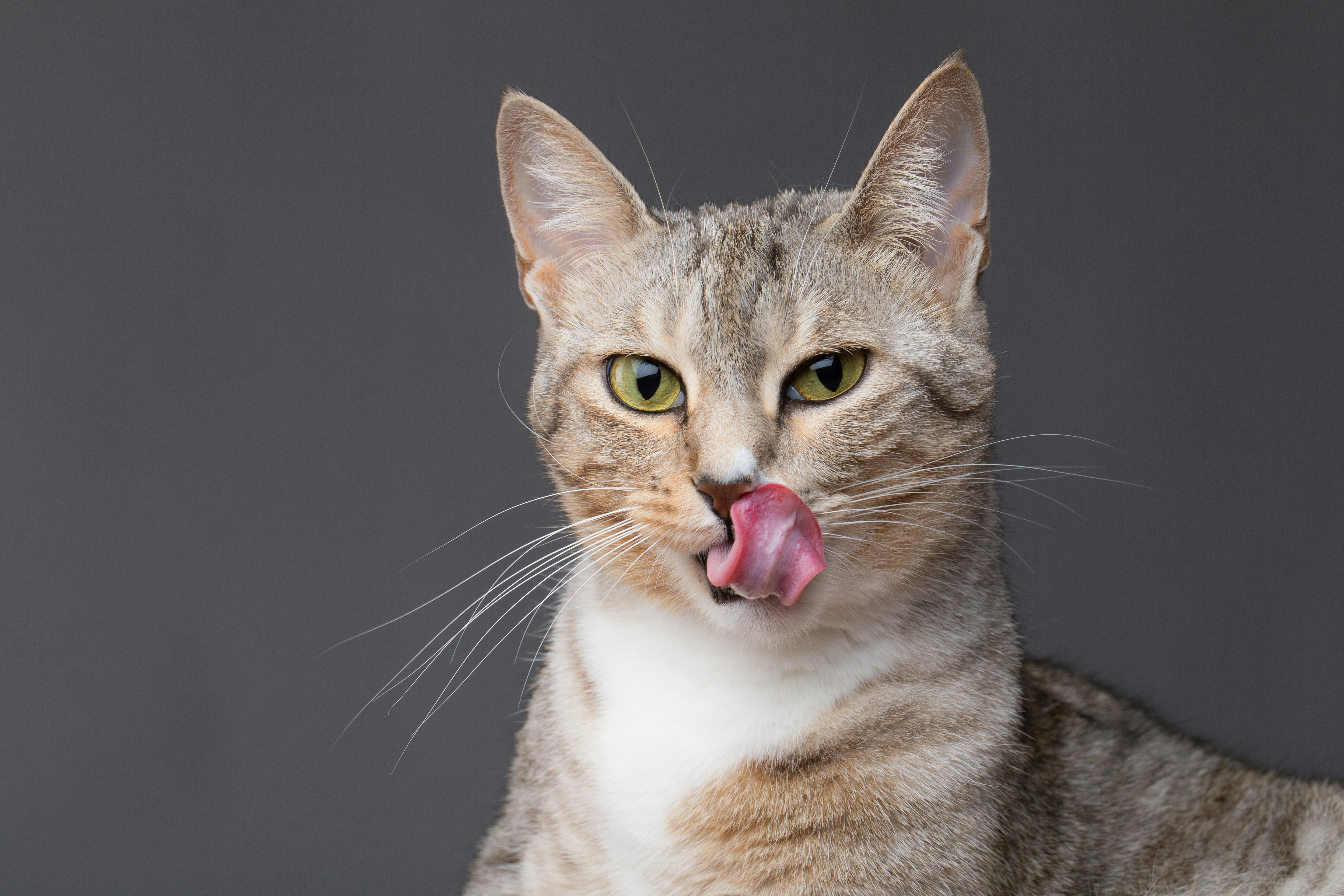Cat smacking her lips tongue out 