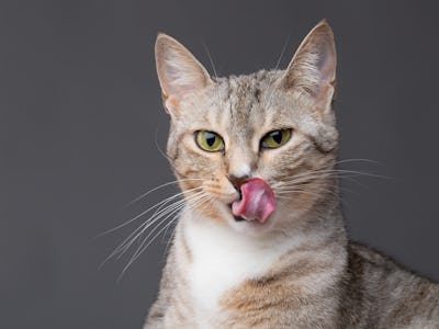 Cat smacking her lips tongue out 