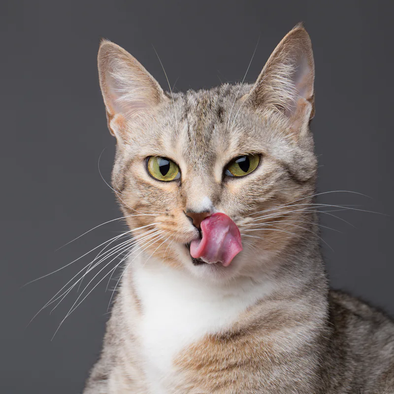 Cat smacking her lips tongue out