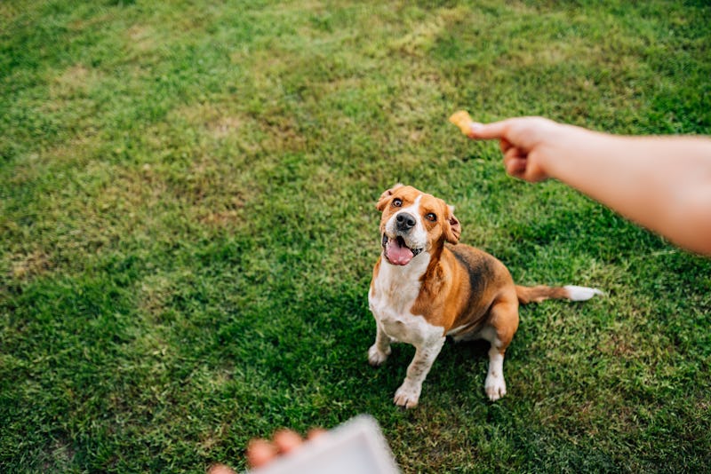 Dog waiting to get delicious treat outdoors.