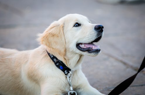 Cute Golden Retriever Dog lying down with lead and collar