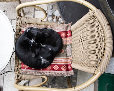 Cats sleeping one next to other forming a yin yang sign