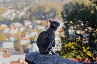 Cat sitting on the end of a wall