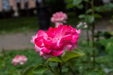 Pinkk rosee in a park AM