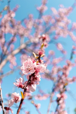Pink spring blosom with bookeh background and blue sky AM