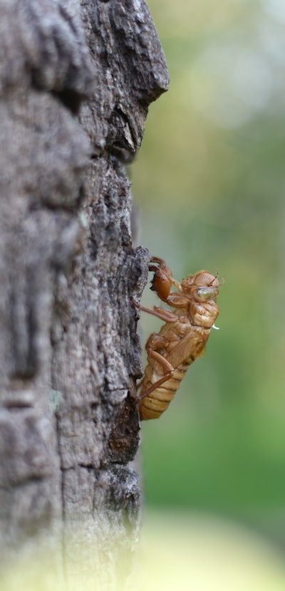 Cicadas molting on the tree. Cicada stains, Beautiful nature scene Insect molting cicadas in nature....