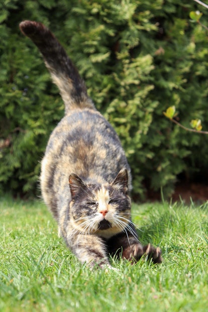 Brown and yellow colored cat stretching on grass