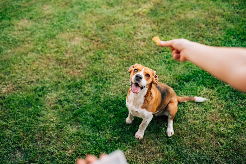 Feeding happy dog with treats.