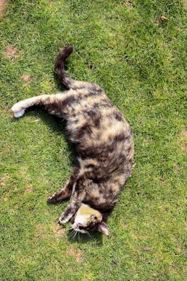 Pregnant cat laying on grass AM